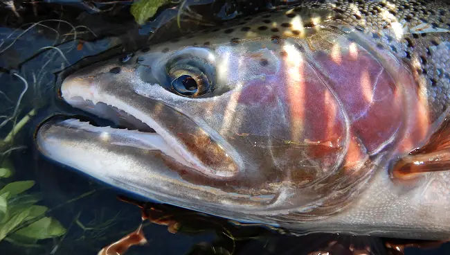 Minimizing Harm: The Importance of Proper Fish Handling