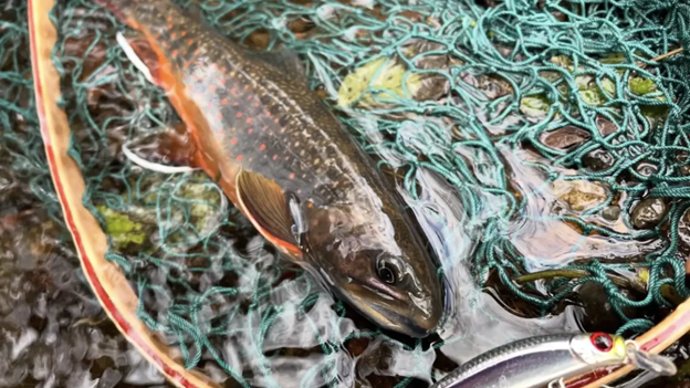 Trout Fishing Lures