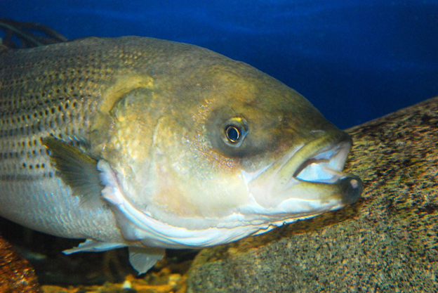 Surfcasters Turn to Artificial Lures as Striped Bass Season Opens