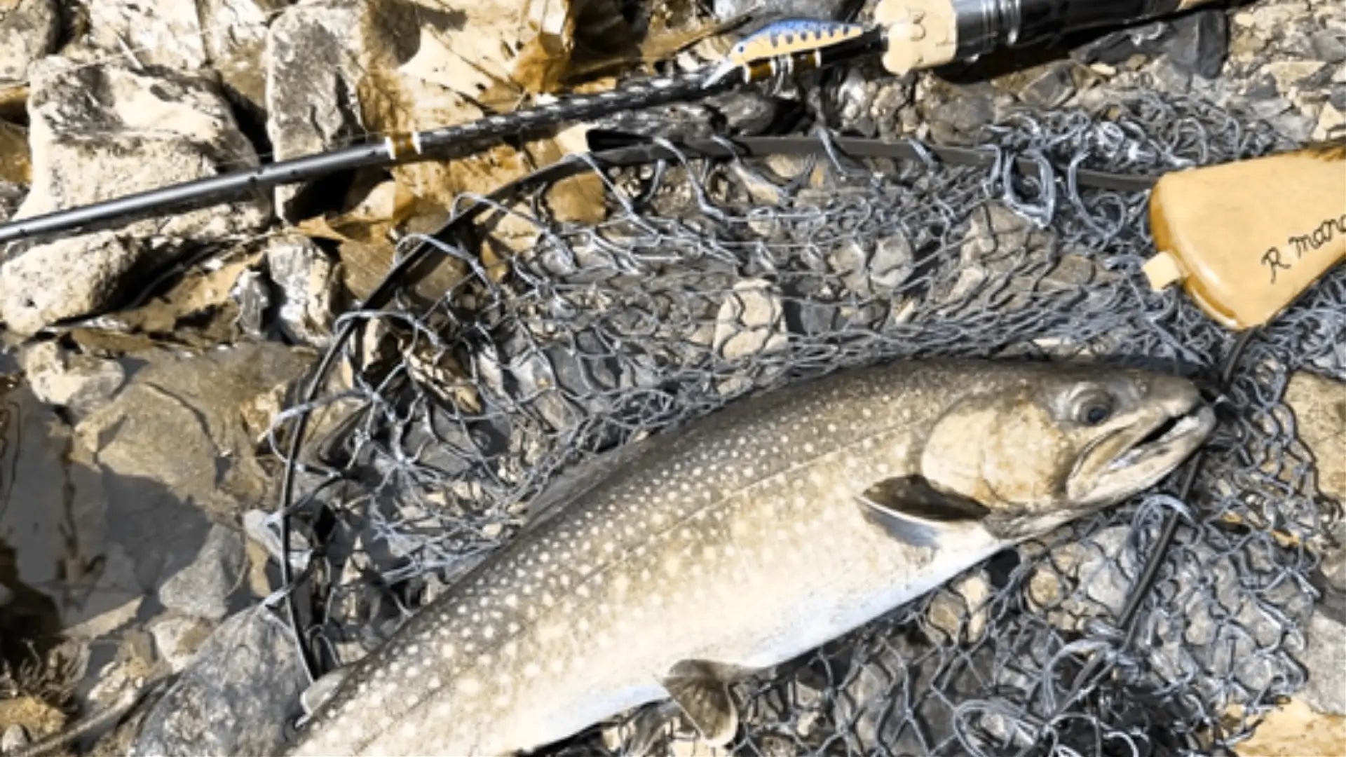 15 Types of Trout Structure to Target