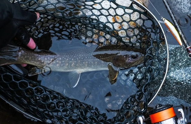 Trout BFS Rod