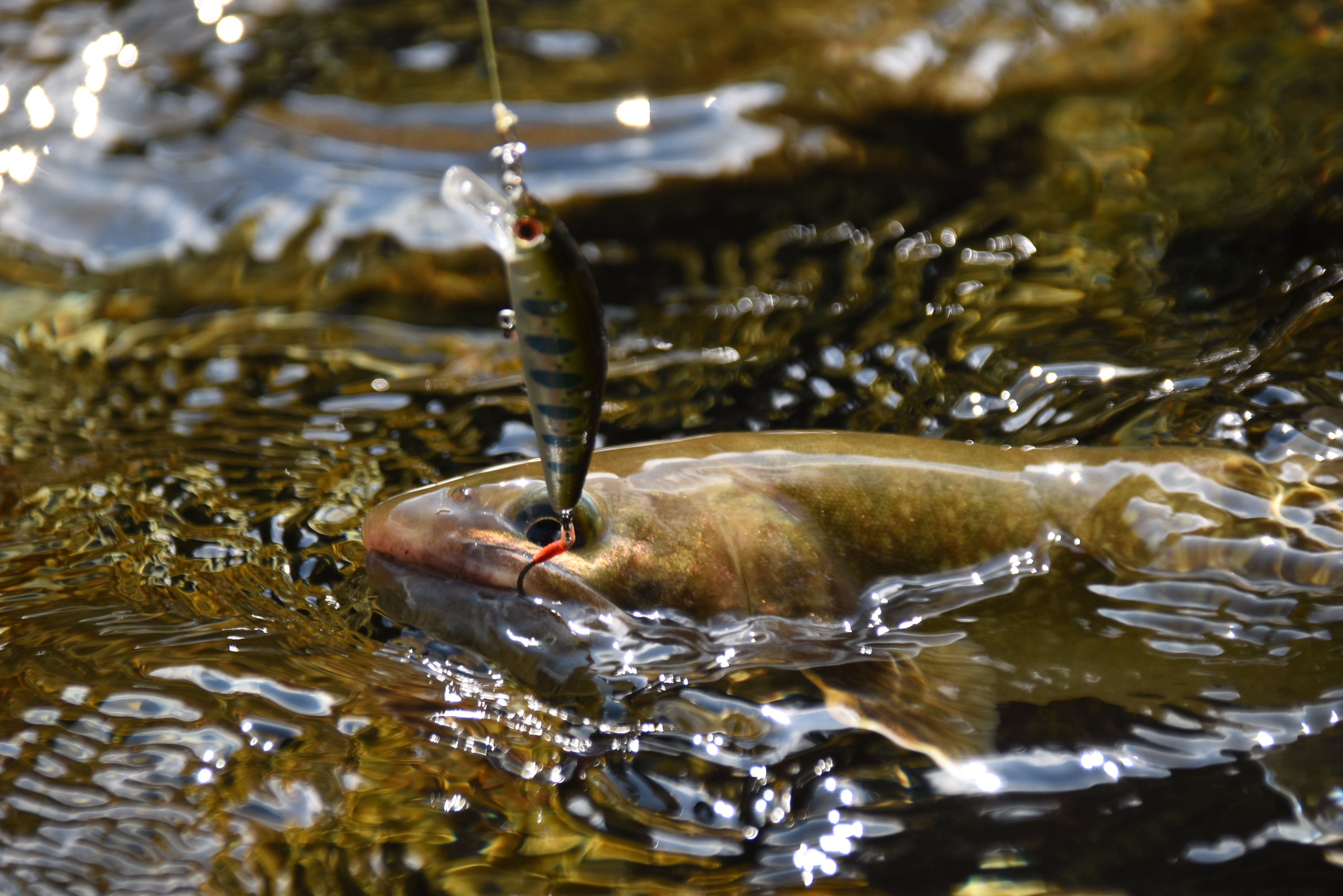 Trout Fishing Gear, Pole & Kit | Jackson USA